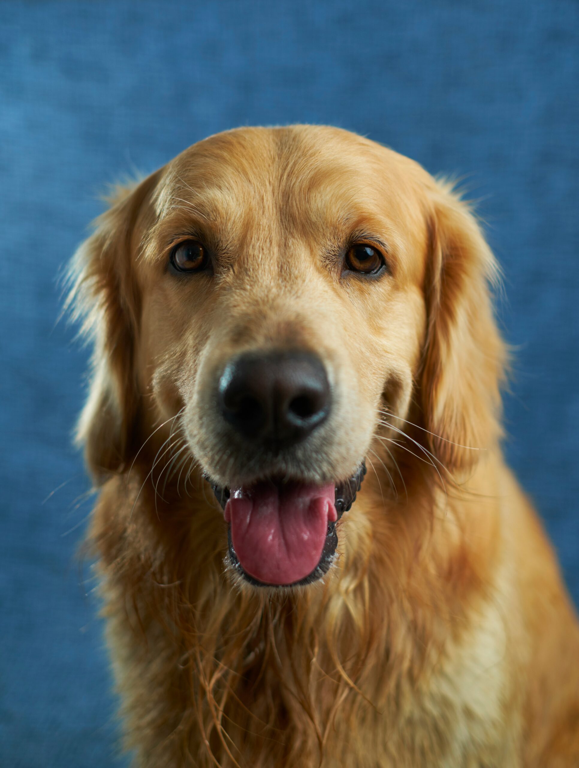 Productos de veterinaria
